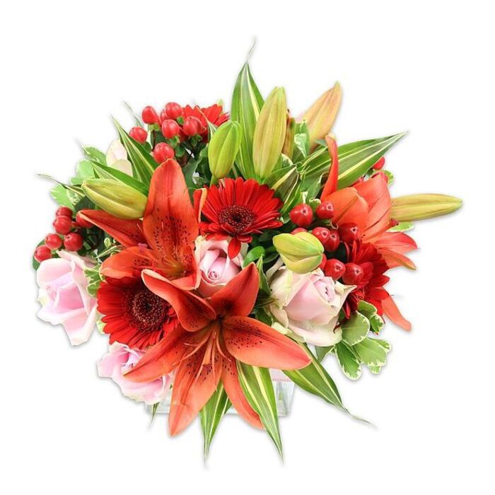 Framed by a spotless white studio background, this densely packed bouquet presents a confident blend of theatrical colour and soft romance. Several prominent orange-red Asiatic lilies form the visual anchor: large, recurved petals with tiny dark speckles curve back to reveal stamens that give the center depth and sculptural interest. Dotting the arrangement are bold crimson Gerbera daisies with their familiar disk centers, which bring an energetic, contemporary feel and a contrast in petal structure. Gentle blush roses are placed among the bolder blooms, their smooth, layered petals easing the palette and introducing a tender, classic touch. Clusters of bright red hypericum berries appear like small accents of merriment, their glossy surfaces and clustered forms providing a pleasing counterpoint to the flowing petals. The greenery is generous and varied, including broad, glossy leaves that ground the composition and a few variegated stems whose pale veins add visual movement and lightness; unopened lily buds peek out, hinting at a second wave of bloom. The lighting is soft and even, which highlights colour saturation - the fiery reds and oranges glow while the pinks remain delicate - and emphasizes the arrangement's full, rounded silhouette. A florist familiar with Harold Hill might recommend this style for milestone celebrations, table centers during a family gathering, or as a heartfelt gift delivered along Central Avenue or to community venues near the local library, embodying the warmth and care of neighbourhood floral craft.