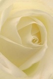 Drawn close to the gentle heart of this cream-white rose, the image enfolds you in its delicate, swirling architecture; each petal opens outward with an airy grace that feels as comforting as sunrise filtering over Harold Hill's lively rooftops. The texture is almost weightless, matte and dewy, conjuring the sensation of fresh blossoms handpicked from the nearby fields along Harold Court Road. Subtle shadows cast between petals lend dimension and warmth, creating an atmosphere imbued with peace-the quiet reassurance found in a neighbourly embrace or a newly blossoming hope. Ideal for conveying both sympathy and respect or for marking new beginnings within Harold Hill's vibrant community, the bloom communicates unspoken emotion and care. Its barely-there, sweet fragrance lingers, hinting at the expert touch of local florists dedicated to infusing each delivery with meaning and tenderness, making every floral gesture truly memorable among Harold Hill's friendly landscapes.